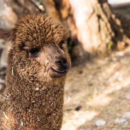 Borgo Incantato Spoleto Pompagnano エクステリア 写真